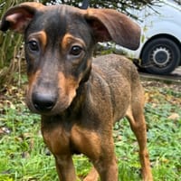 KONG, chien à adopter