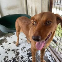 PRALINE, chienne à adopter