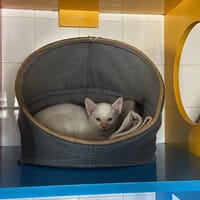 william, chat à adopter