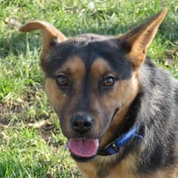 Flip, chienne à adopter