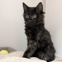 NERA, chatte à adopter