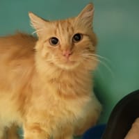 FANOU, chatte à adopter