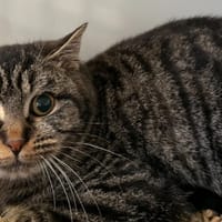 CANYON, chat à adopter