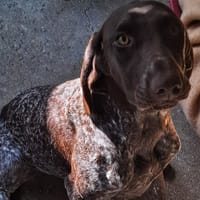 NOVA PAA24010, chienne à adopter