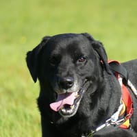 STUWART, chien à adopter