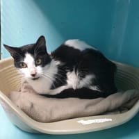 BAMBOU CT, chat à adopter