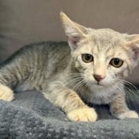 ALMA, chatte à adopter