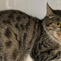 KIONA, chatte à adopter