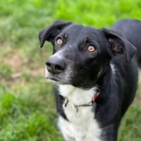 dooly, chienne à adopter