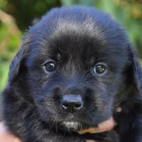 ELIZABETH CHAO, chienne à adopter