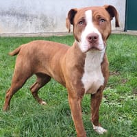 ALBA, chienne à adopter