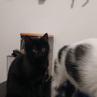 TCHAD "Ruby" QCT, chatte à adopter