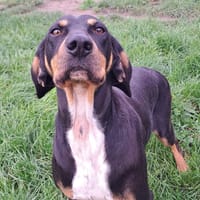 ULANE, chienne à adopter