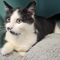 TANGUY, chat à adopter