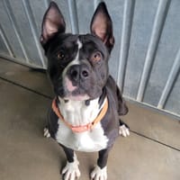 Blacko, chien à adopter