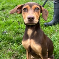 PEACH, chienne à adopter