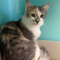 ARETA, chatte à adopter