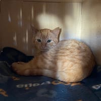 ZUT, chat à adopter