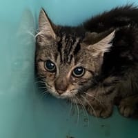 Newton CAB4869, chat à adopter