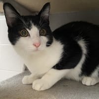 JACK, chat à adopter