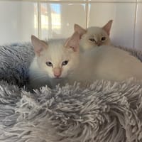 barack, chat à adopter