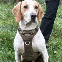 HOMER VAA, chien à adopter