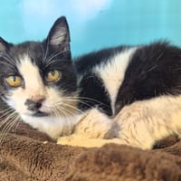 Eden, chat à adopter