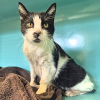 Eden, chat à adopter