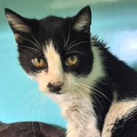 Eden, chat à adopter