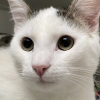 PRINCE, chat à adopter