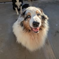 NEWTON, chien à adopter