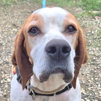 obiwan, chien à adopter