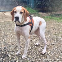 obiwan, chien à adopter