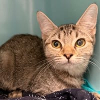 SAPHIR, chatte à adopter