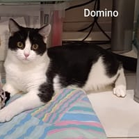 DOMINO, chat à adopter