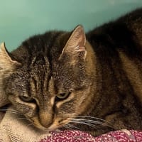 Alya CAB4871, chatte à adopter