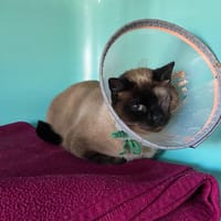 ZENDAYA, chatte à adopter