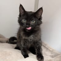 EMBER, chatte à adopter