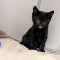 COSMO, chat à adopter