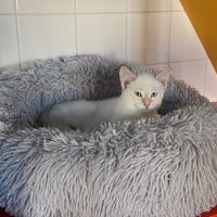 michelle, chatte à adopter