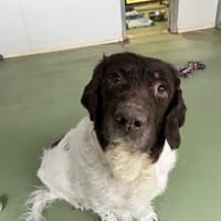 OLAF, chien à adopter