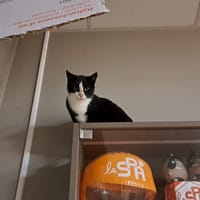 Octobre, chatte à adopter