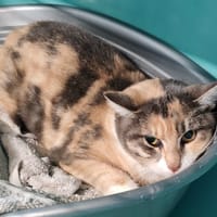 TOMIOKA, chatte à adopter