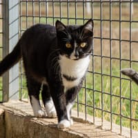 BONNIE, chat à adopter