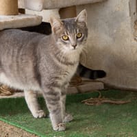 FENDI, chat à adopter