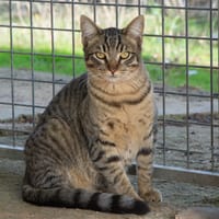 STARK, chat à adopter