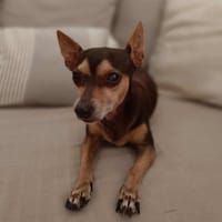 DAISY la belle chihuahua, chienne à adopter