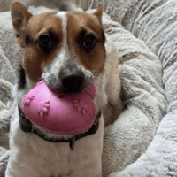 Bandit, dog to adopt