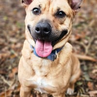 Leidy, femelle croisée créole, née le 26/02/2023 🌸, chienne à adopter