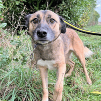 Amelia, female dog to adopt